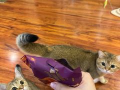 -中农国际动物医院24小时·猫科·骨科·急重症中心