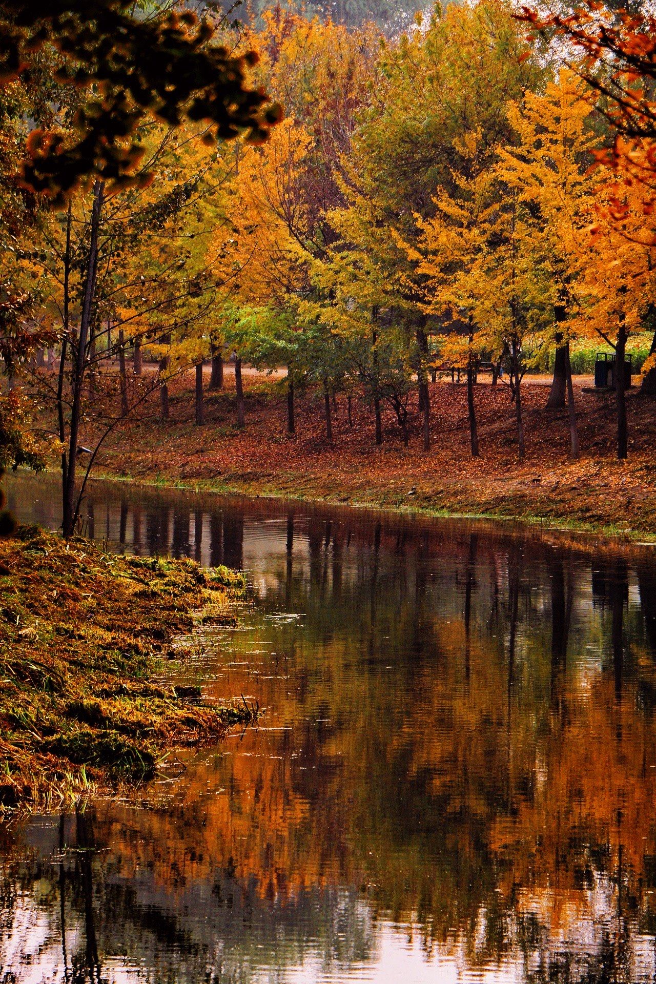 漫步深秋如油画般浓烈的彩色森林