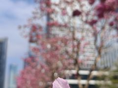 -深圳湾万象城(南山店)