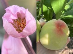 -老袁家蜜桃农场·阳山水蜜桃