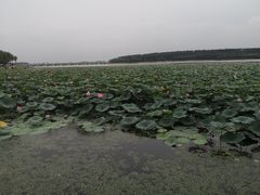 -丁香湖公园