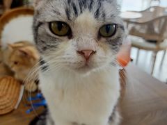 -共舞时光猫咖·狗咖(新街口店)