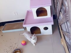 -70cat德文卷毛猫·缅因猫纯种猫舍