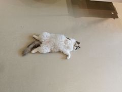 -藏猫猫咖啡主题馆(中央大道店)