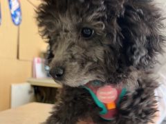 -宠颐生·恒爱宠物医院(静海店)