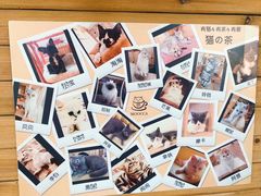 -猫的茶·猫咖