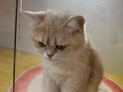 -青奢宠物·青奢猫舍