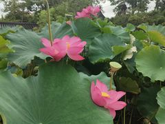 -龚家花园农家乐休闲别墅