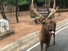 -清迈夜间动物园