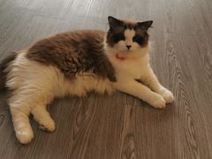 -猫十亿·布偶金渐层·曼基康矮脚猫舍(青年路店)