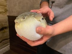 -肆月河豚·新淮扬(金融街店)