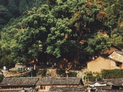 -杨家堂村