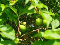 -北京鹫峰国家森林公园