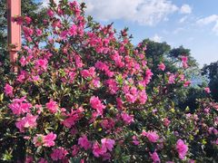 -梧桐山风景名胜区