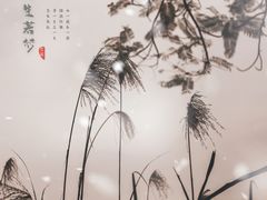 -重庆彩云湖湿地公园