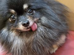 -和它·交个朋友·狗咖猫咖(爱琴海店)