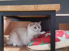 -瞄一喵猫咖(格力海岸店)