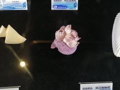 -贝壳梦幻世界