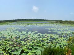 -上海海湾国家森林公园