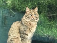 -青藏高原野生动物园
