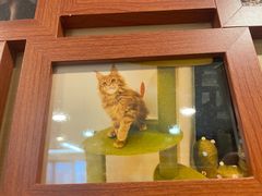 -猫十亿·布偶金渐层·曼基康矮脚猫舍(青年路店)