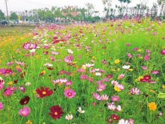 -上海长兴岛郊野公园