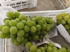 -马陆小张葡萄园农家乐