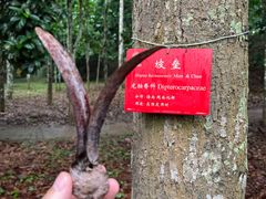 -中国科学院西双版纳热带植物园