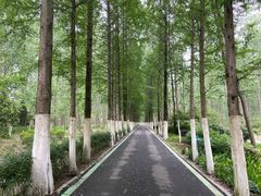 -合肥滨湖国家森林公园