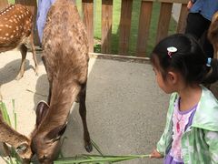 -鹿境梅花鹿生态园区