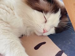 -猫在这儿猫咪咖啡馆·撸猫馆