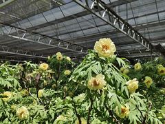 -洛阳市隋唐城遗址植物园