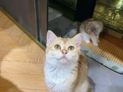 -吉丁鸟咖·异宠·寄养