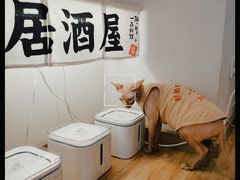 -猫小主咖啡·猫咖cat cafe(福田店)