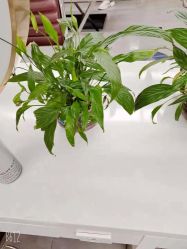 -SY水源护肤造型
