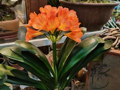 -双季花艺园艺市场(浦东店)