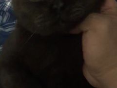 -Bastet sally猫舍购宠(静安店)