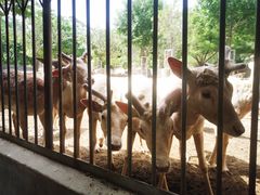 -石家庄市动物园