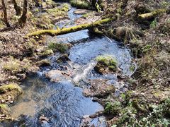 -五营红松林海景区