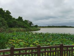 -东滩湿地公园观海楼餐厅
