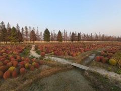 -嘉北郊野公园