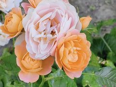 -常熟路(地铁站)