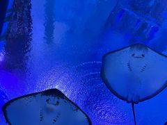 -海合安武汉极地海洋公园