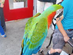 -Steveston Pizza Company (Richmond)