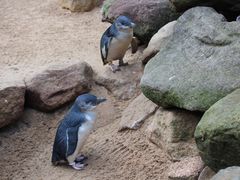 -费瑟代尔野生动物园