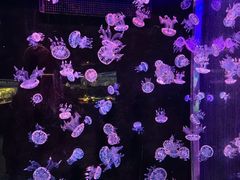 -欢乐海岸海洋奇梦馆