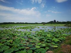 -上海海湾国家森林公园