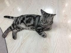 -猫和宫(六道口店)