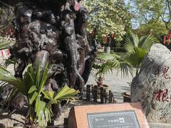 -大槐树寻根祭祖园