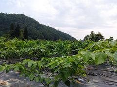 -南沙蒲洲花园